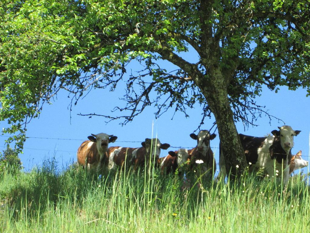 Stinneshof Oberharmersbach Dış mekan fotoğraf