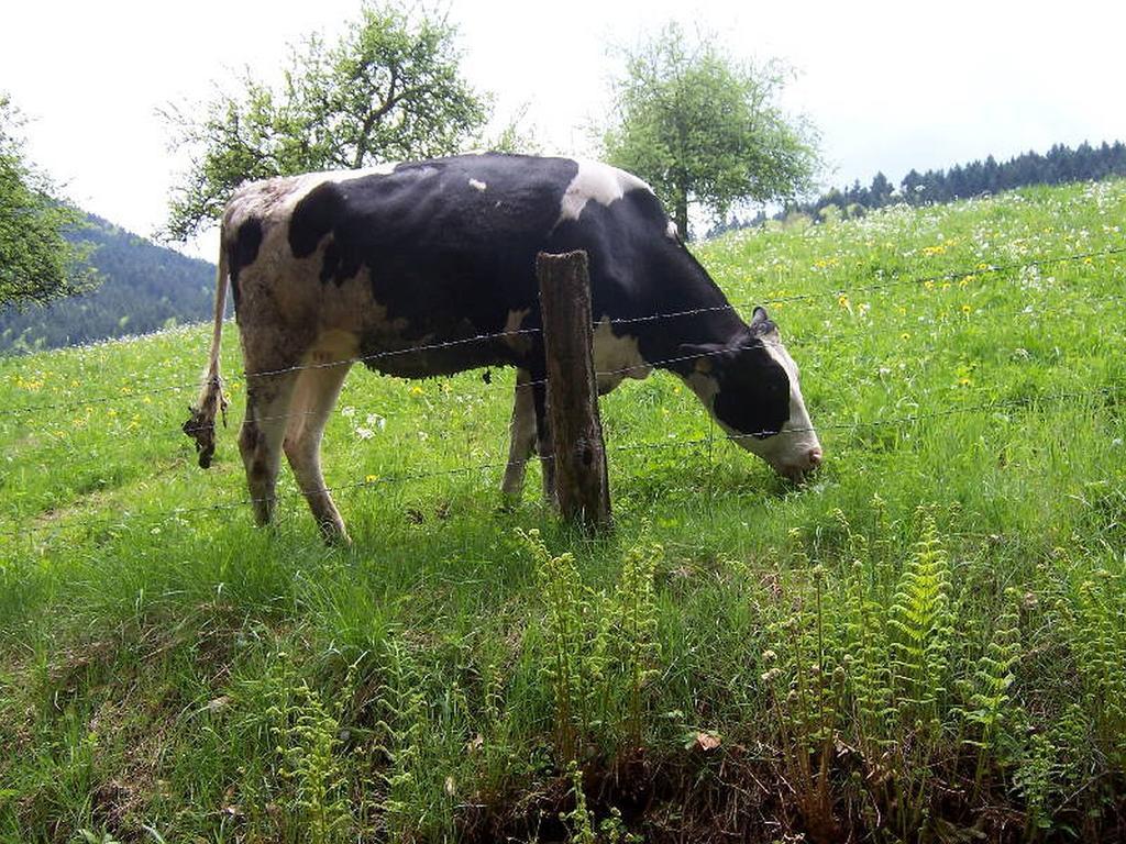 Stinneshof Oberharmersbach Dış mekan fotoğraf